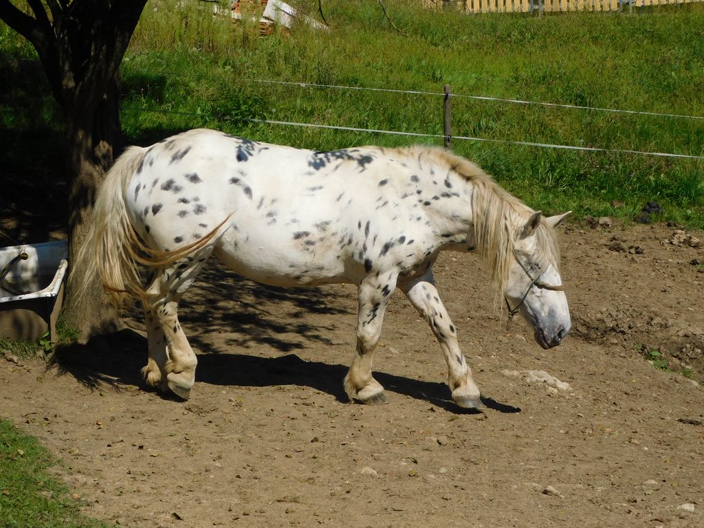 Kobila slovenske hladnokrvne pasme družine Pavšar
