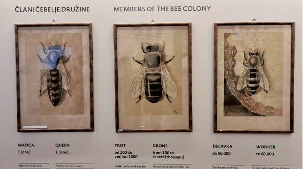 Čebelarski muzej