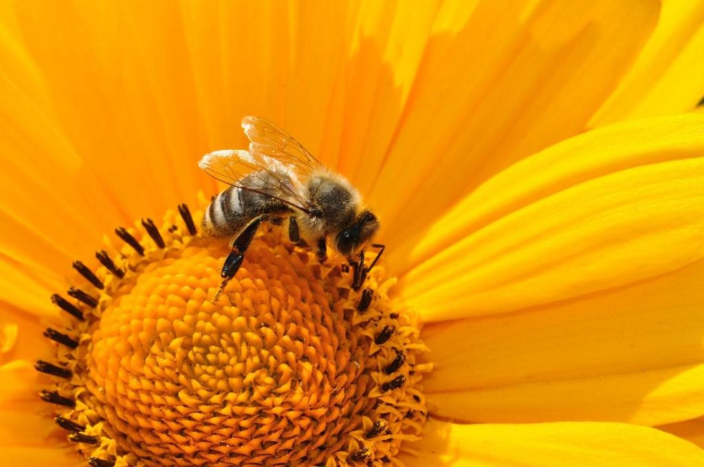 Ste že prebrali DECEMBRSKO številko Slovenskega čebelarja?
