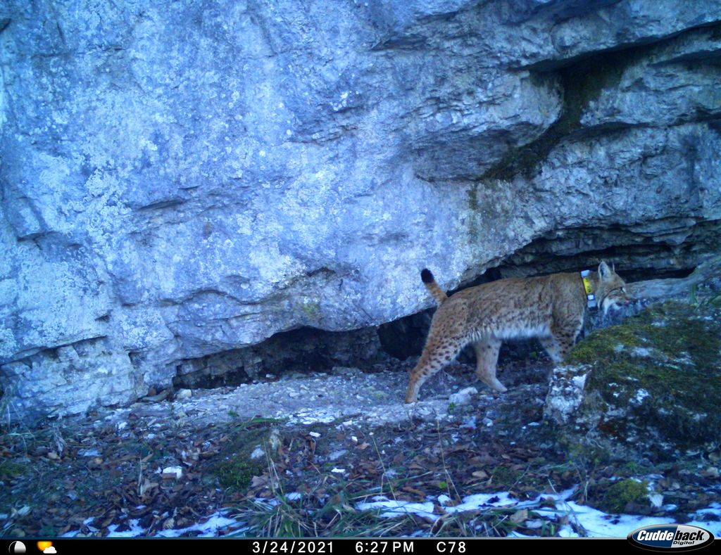Doseljeni ris Goru, foto LIFE Lynx