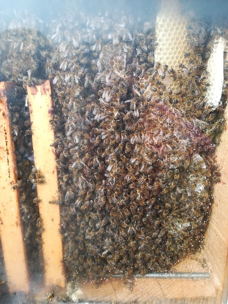 Mladi čebelarji obiskali planšarijo Lipovec 