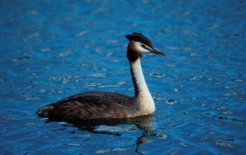 Opazovanje ptic ob svetovnem dnevu zemlje na ribniku Vrbje