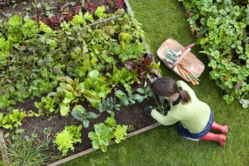 Sezona vrtnarjenja se začenja – preprosti koraki do samooskrbe