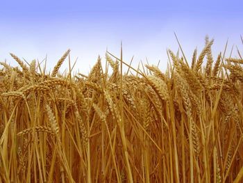 Žetev pšenice na stari način