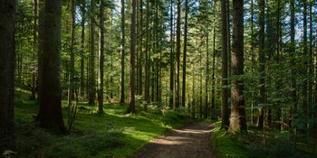 Anketa o obisku gozdov na območju občine