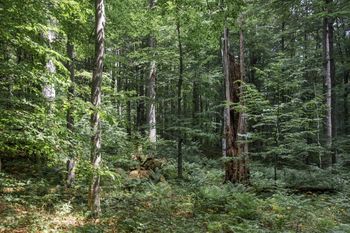 Teden gozdov: kaj so gozdni in pragozdni rezervati?