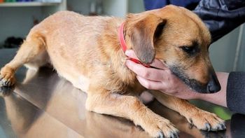Obvezno letno cepljenje psov proti steklini