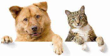 JAVNI RAZPIS za subvencioniranje stroškov kastracije in sterilizacije lastniških mačk in psov