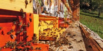 Javni razpis za ukrep sofinanciranje čebelarske opreme in racionalizacijo sezon