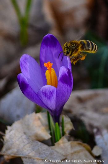 Obvestilo čebelarjem: varoza čebel v Šmiklavžu