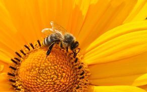 Prihodnjo sredo tretji svetovni dan čebel - "Angažiraj se za čebele"